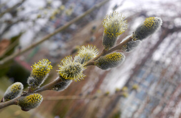 Macro photo blossoming willow. Nature spring photo
