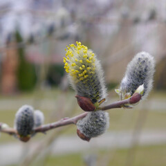 Macro photo blossoming willow. Nature spring photo