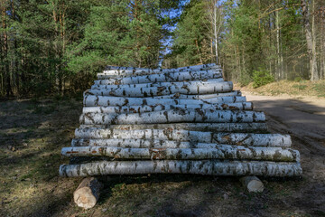 A stack of energy or fuel wood of eg. birch, spruce and pine with forest in the background. 