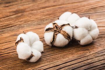 Cotton on a wooden background