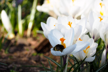 a bee sits on a white crocus in a park . nature in spring . pollination of flowers in spring
