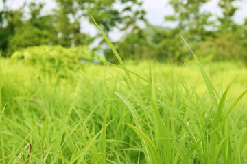 Grass. Fresh green spring grass with sunlight closeup.Soft Focus. Nature Background.