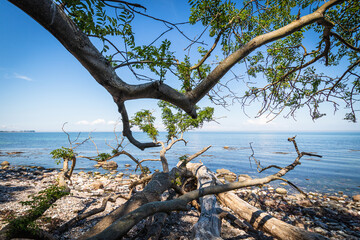 tree on the shore