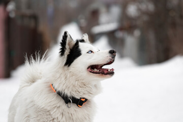 Portrait of a dog of the Yakut husky breed against the snow and road in the private sector. Homemade husky in a collar and without a leash on the street in winter. Northern riding dogs from Yakutia.