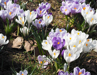 a bush of white purple crocuses grows in the garden in the spring on a sunny day