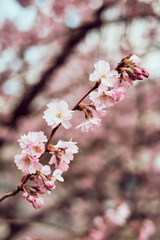 Branches of blossoming pink cherry against dreamy nature outdoors background. Spring flowers close-up, spring in nature.