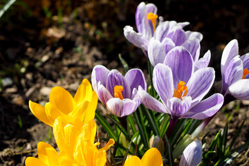 Fototapeta premium close by, several buds of bright lilac crocuses grow in the park side view . spring in Europe
