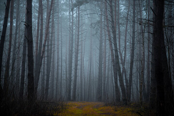 Twilight in the foggy forest