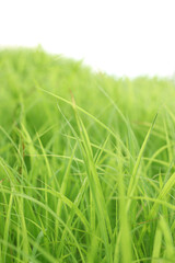 summer background with fresh grass. Soft Focus. Nature Background.