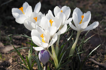 a bush of small white crocus flowers grows in the garden in sunny spring side view
