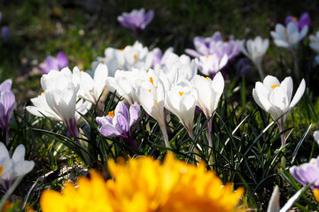 many white crocuses grow in the garden in spring