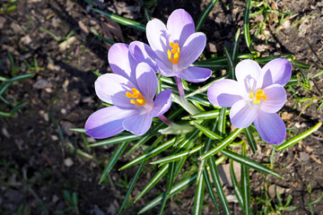 three white and lilac small crocus buds growing on in the park top view