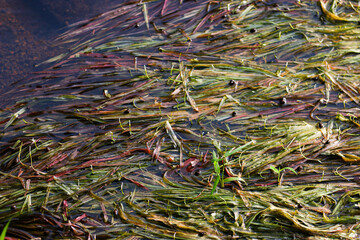 Eelgrass on river water. Red and green eelgrass. water plants.