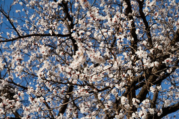 Beautiful snow white apricot flowers