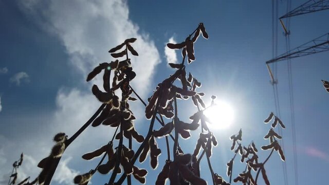 Silhouette of dry soybean in plantation during sunny day