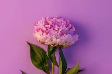 Obraz premium Pink peony flower on pastel background. Beautiful blooming botanical floral design. One rose colored Paeonia plant with green leaves and petals. Creative minimalism flat lay with natural shadow