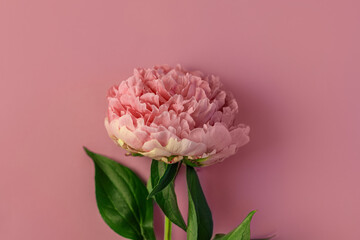 Pink peony flower on pastel background. Beautiful blooming botanical floral design. One rose colored Paeonia plant with green leaves and petals. Creative minimalism flat lay with natural shadow