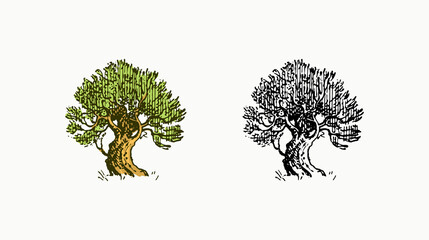 Naklejka premium Olive tree in vintage style. The national symbol of Greece. Hand drawn engraved sketch in vintage style. Template for cards, labels or web sites.