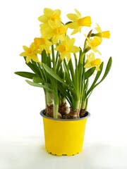 pretty yellow planrs daffodil in blossom at spring