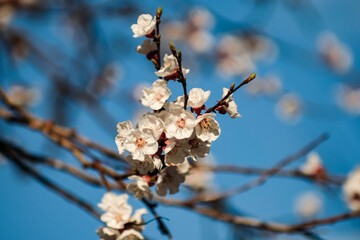 Beautiful snow white apricot flowers