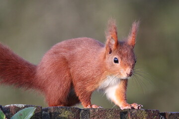 Red squirrel on the fence in Germany, Münster.  Endangered species. Save the planet.