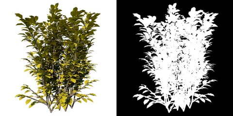 Front view of Plant (Ligustrum ovalifolium Korean privet 2) Tree png with alpha channel to cutout made with 3D render 