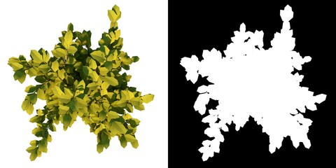 Top view of Plant (Ligustrum ovalifolium Korean privet 2) Tree png with alpha channel to cutout made with 3D render 