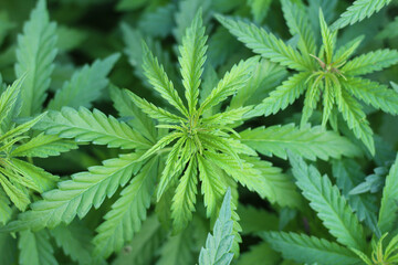 Beautiful leaves of the top of the marijuana bush. Green bushes of ganja plantations top view