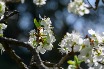 Fiori primavera