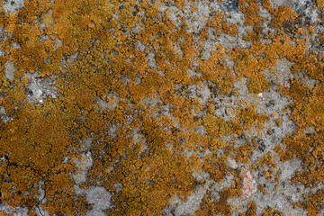 Stone wall covered by orange and green lichen