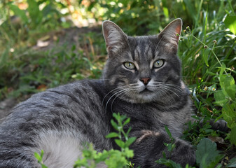 tabby cat lies in the grass