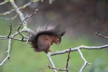 Red squirrel on the tree in Germany, Münster. Endangered species. Save the planet.