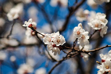 Beautiful snow white apricot flowers
