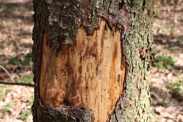 A tree trunk damaged by a bark beetle