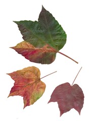 autumn leaves of parthenocissus tricuspidata isolated on white