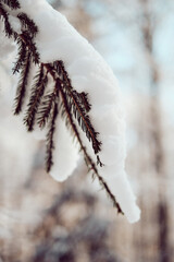 Covered with snow branch spruce on blurred background in the woodland. Fir Branch. Winter background. Copy space.