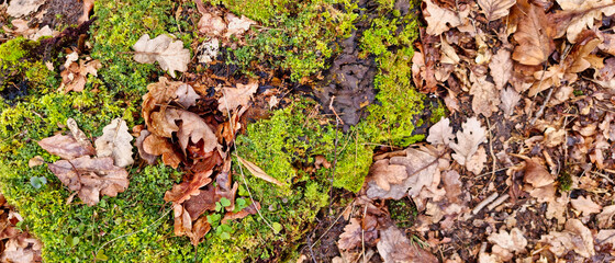 tło z porostami i mchem na drzewie