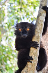 Czarny lemur - obrazy, fototapety, plakaty