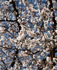 Beautiful snow white apricot flowers