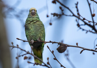 Wildlebende Gelbkopfamazone