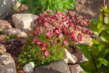 A bush of red spring flowers grows among the stones