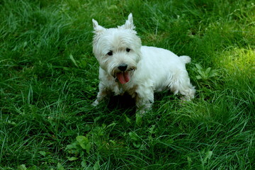 white terrier dog