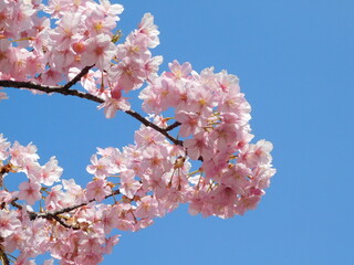 淀の河津桜(京都市伏見区で3月撮影)