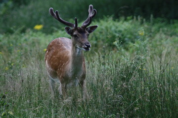 Naklejka na ściany i meble Fallow deer with antlers in long grass