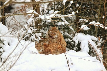 Luchs
 in the snow
