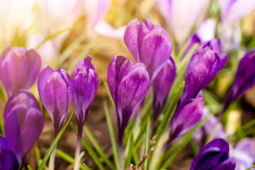 Purple crocuses blooming in the park. Crocus heuffelianus in the sunshine. Close up, soft focus. Spring nature background.