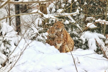 snowy luchs in the snow