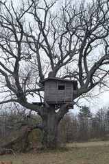 Old wooden house on tree in meadow