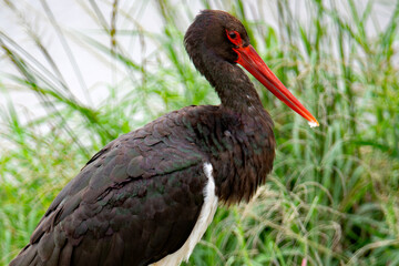 Dramatic color in the plumage of a stork