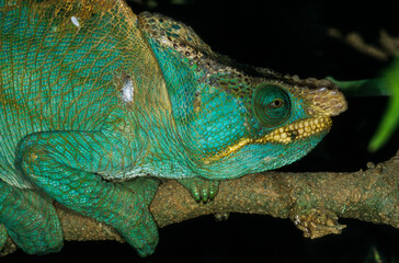 Cameléon de Parson, male, calumma p.parsonii, Madagascar